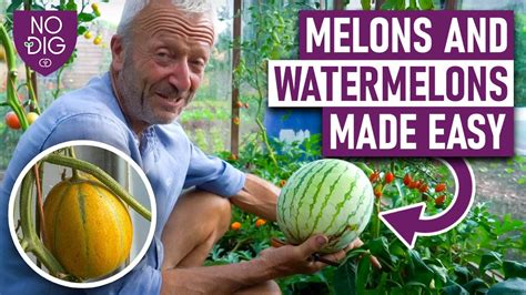 meonstube|Free Melons Tube Porn Videos